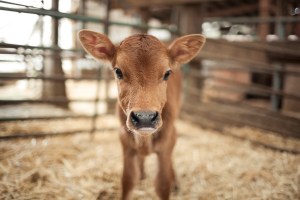 cute baby calf cow