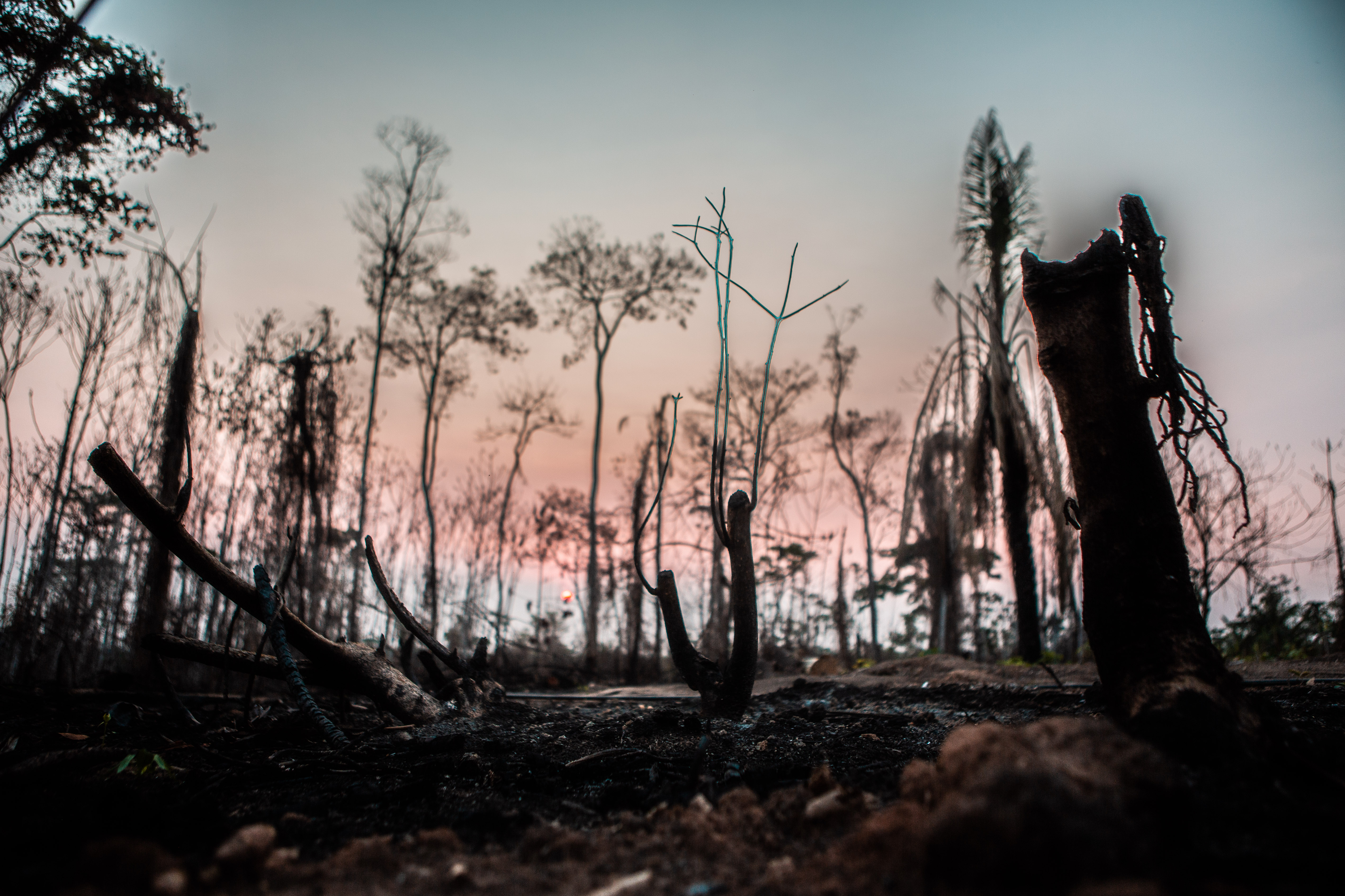 Outline of burnt trees against the sky