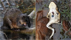 A rakali water rat and a dismembered cane toad