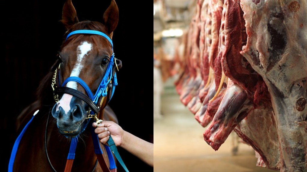 Racehorse and slaughterhouse meat