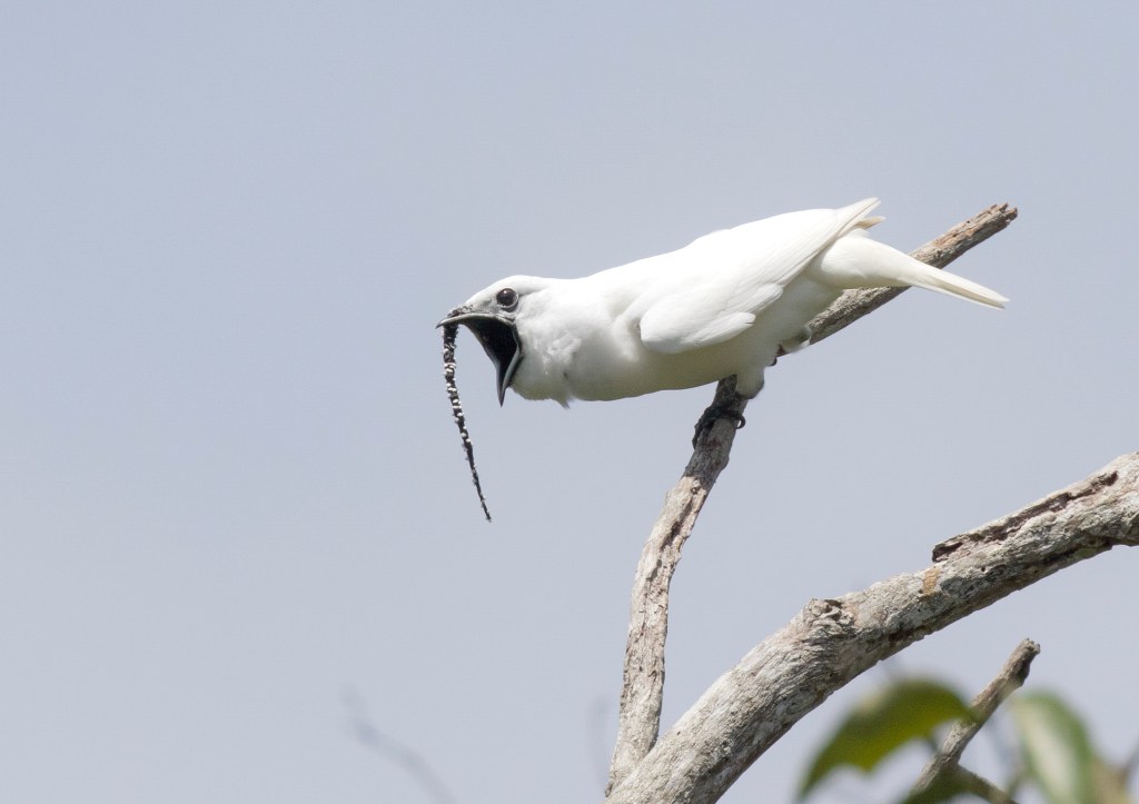 Listen to the Loudest Bird Ever Recorded