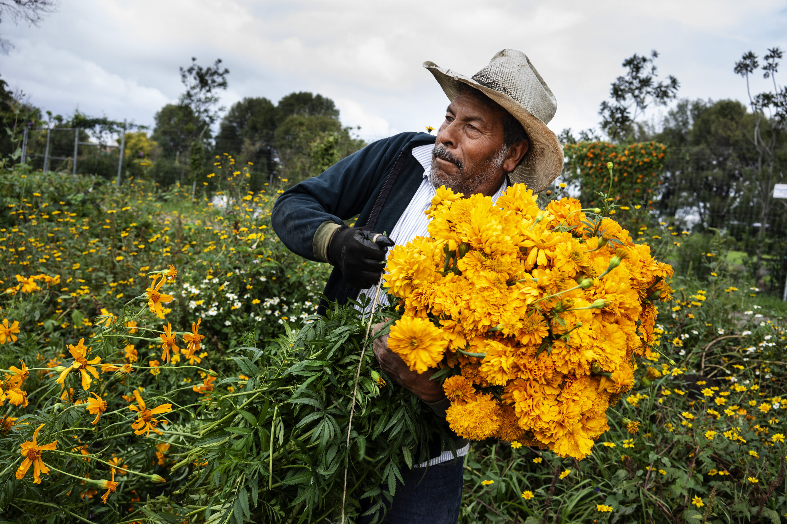 cempasuchil cholula