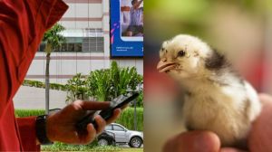 Wali Kota Bandung Ingin Bagikan Anak Ayam Biar Bocah SD Tak Lagi Kecanduan Ponsel Pintar