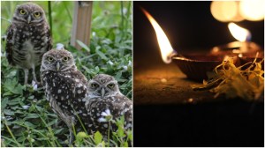 owls used in diwali sacrifice