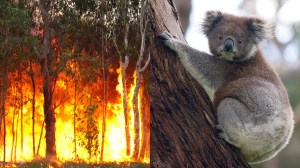 Bushfire and koala