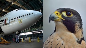 Qantas plane and peregrine falcon