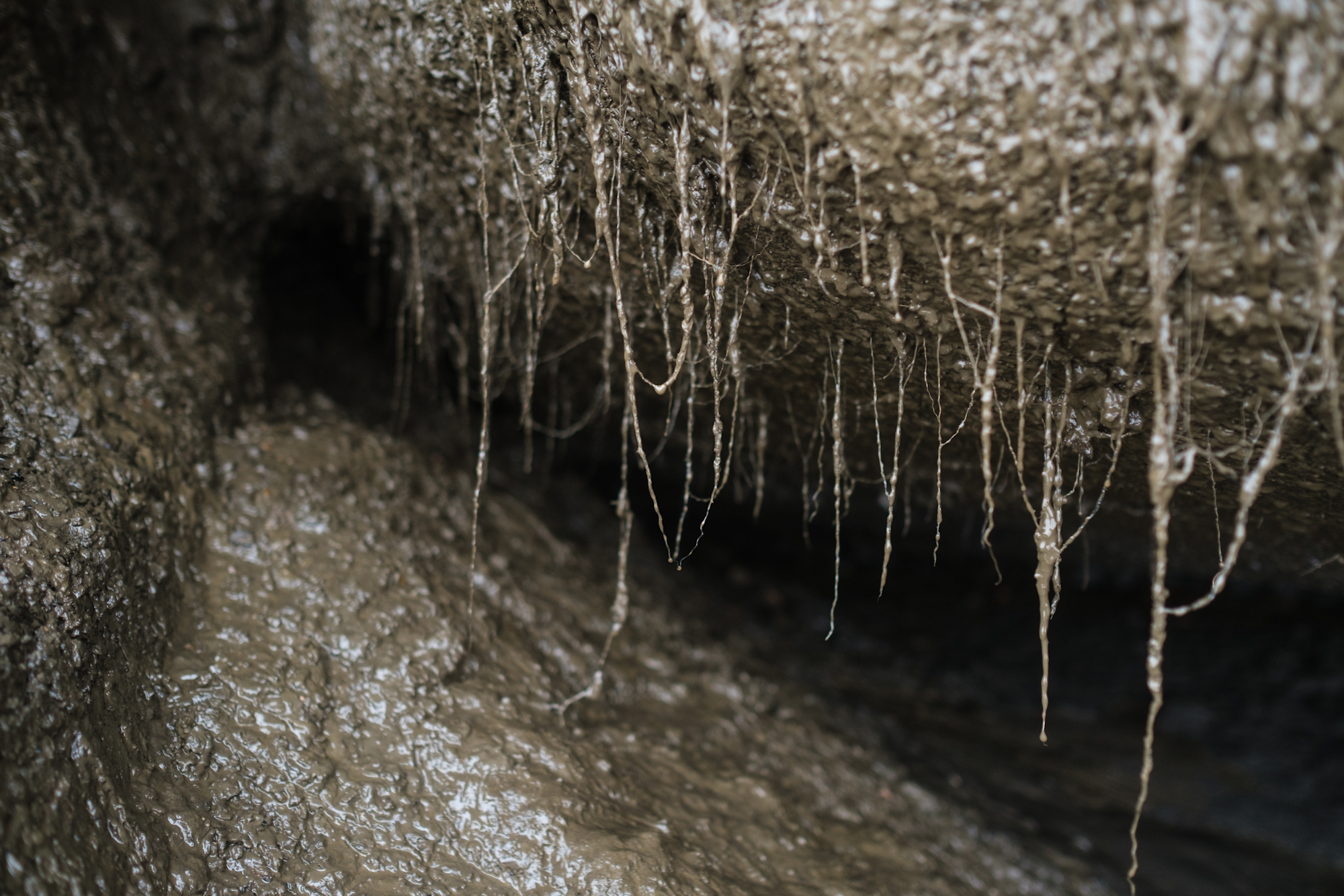 Thawing permafrost creates an undercut in the eroding shore while the top layer that freezes and thaws seasonally is temporarily held together by vegetation.