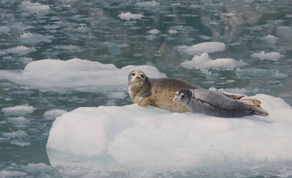 A Deadly Seal Virus Is Spreading Thanks to Arctic Ice Loss, Study Suggests