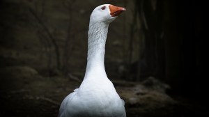 An ornery goose who attacked an elderly woman in cold blood is no longer on the loose.