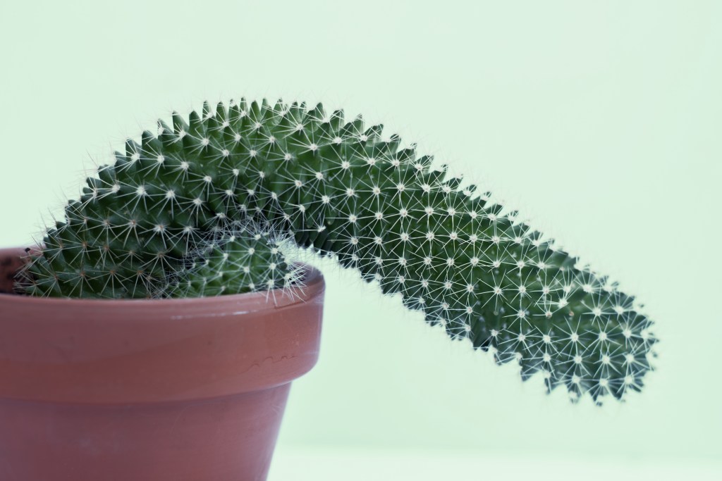 A wilting cactus.