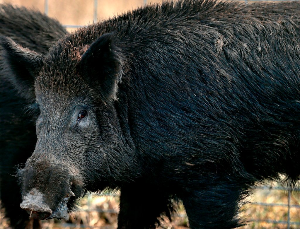 AP_19038855994239This Sunday, Jan. 27, 2019 photo, shows one of two feral hogs caught in a trap on a farm in rural Washington County, Mo. The trap had been set a few weeks earlier but wasn't sprung until sometime in the night of Jan. 26.