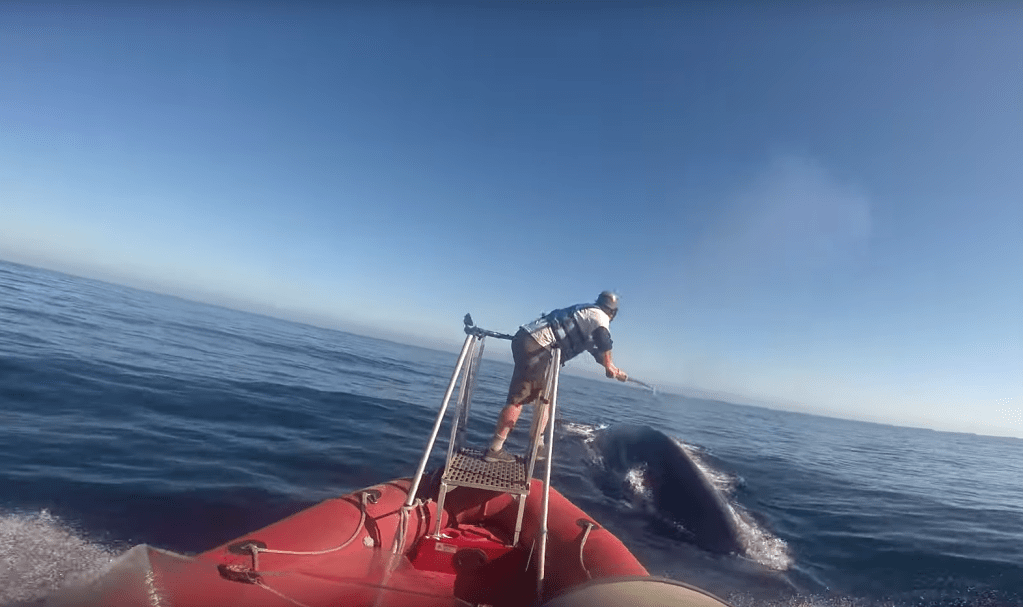 ​David Cade places the tag on the whale. Image: Goldbogen Lab/Duke Marine Robotics and Remote Sensing Lab; NMFS Permit 16111