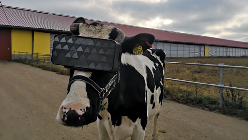 Sapi-Sapi Perah di Rusia Dipasangi VR sama Pemiliknya, Supaya Mereka Lebih 'Chill'