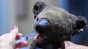 A dehydrated and injured Koala receives treatment at the Port Macquarie Koala Hospital