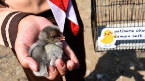 PETA Kecam Pemkot Bandung Karena Bagikan Anak Ayam ke Bocah Buat Atasi Kecanduan Gawai