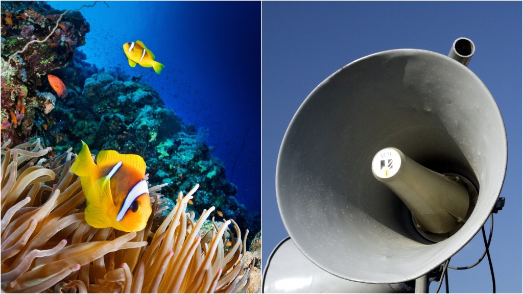 Great Barrier Reef and loudspeaker