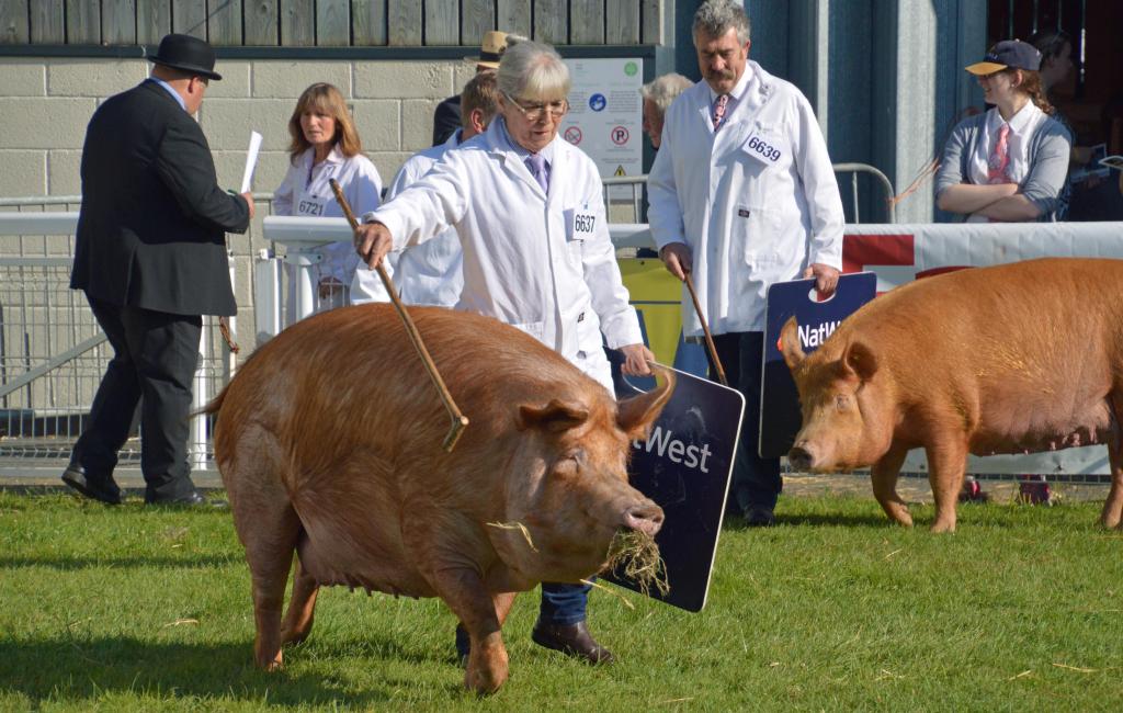 Tamworth pig display at the Royal Welsh Show, Builth Wells