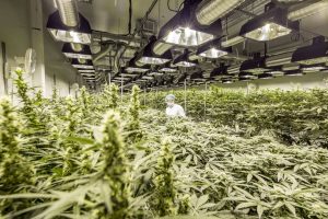 Eine legale Cannabis-Plantage