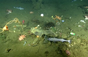 Mysterious Craters In the Seafloor Were Likely Formed by Garbage, Scientists Say