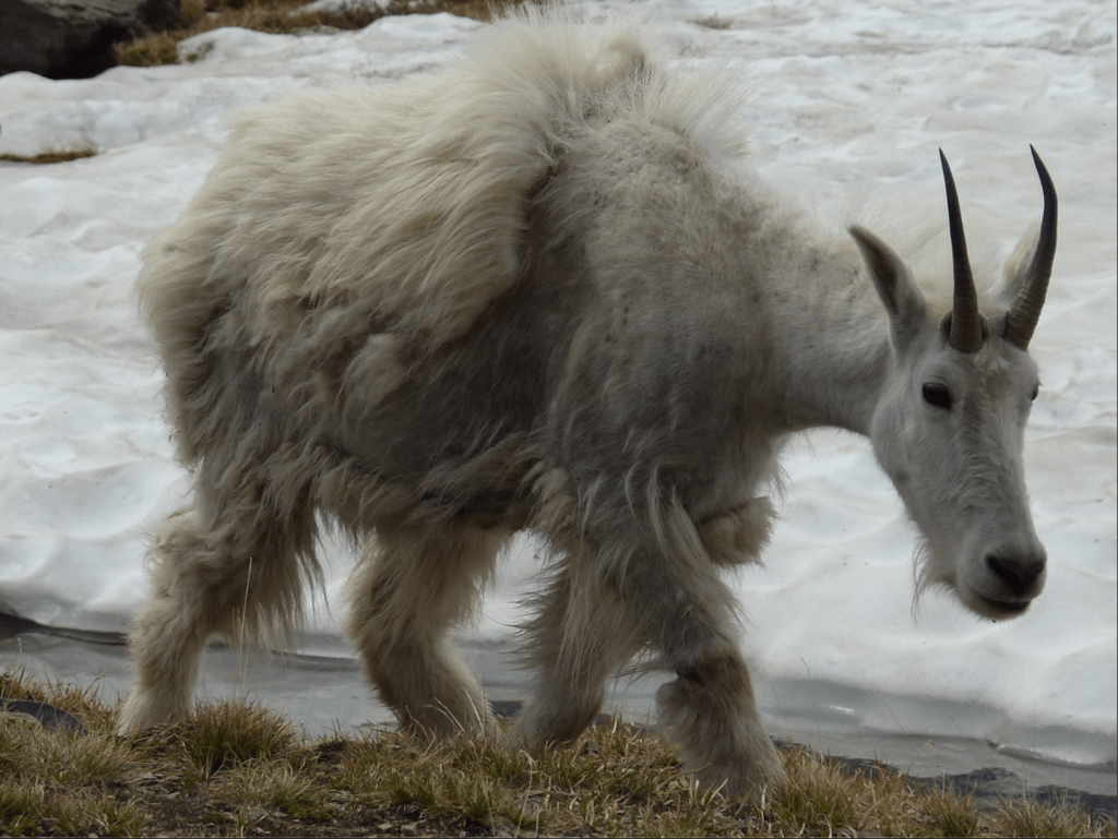 ​Mountain goat in Glacier National Park. Image: gabri_micha