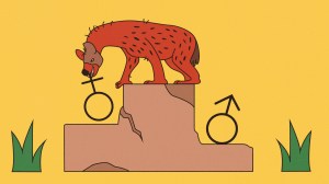 A spotted hyena stands on a podium, raising a female sign, while a male sign sits below it