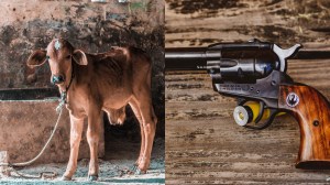 In Gwalior, You Can Get a Gun License by Donating a Few Blankets to Cows