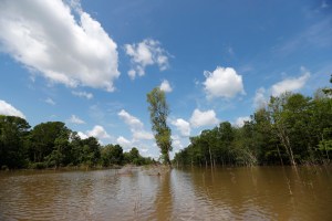 In this Friday, April 27, 2018, file photo, trees in a cutback sit between an existing pipeline channel, left, and a new pipeline channel, on Bayou Sorrel in the Atchafalaya River Basin in Louisiana.(AP Photo/Gerald Herbert, File)​