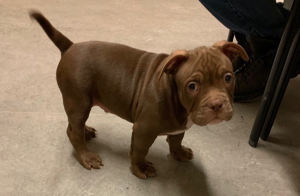 tarzan american bulldog