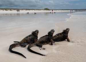 Marine iguanas, endemic to the Galapagos, on a beach on Santa Cruz island on January 24, 2019 in Galapagos Islands, Ecuador. (Photo by Chris J Ratcliffe/Getty Images for Lumix)​