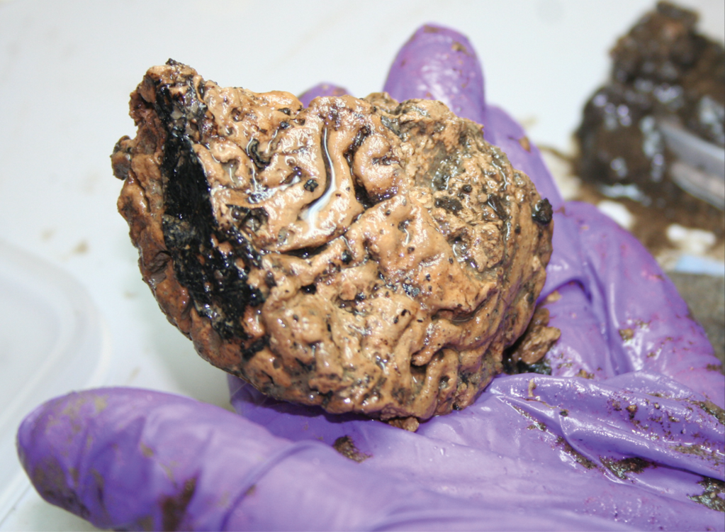 ​The Heslington Brain. Image: York Archaeological Trust