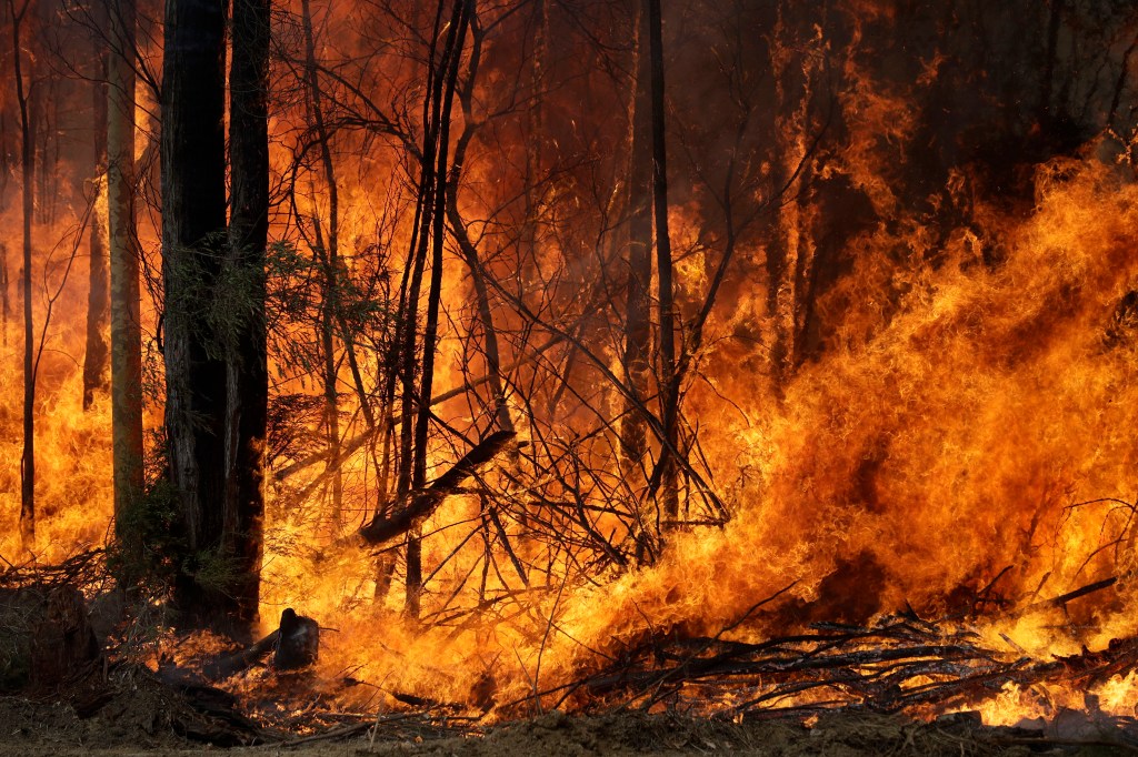 An intentionally lit controlled fire burns intensely near Tomerong, Australia, Wednesday, Jan. 8, 2020, in an effort to contain a larger fire nearby. Around 2,300 firefighters in New South Wales state were making the most of relatively benign conditions b