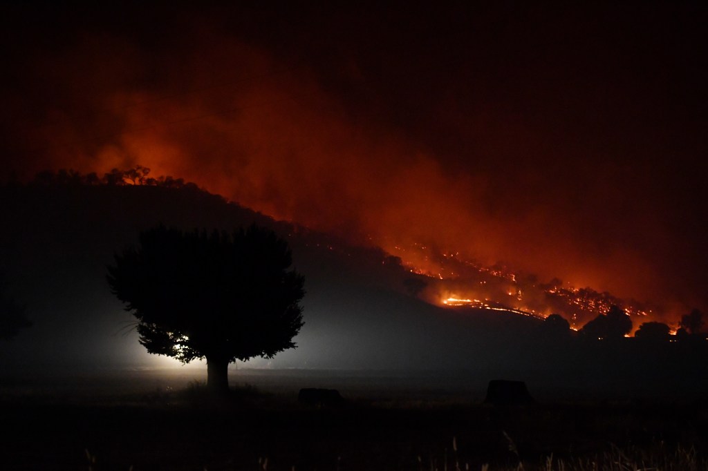 Un árbol en la noche iluminado por un incendio forestal.