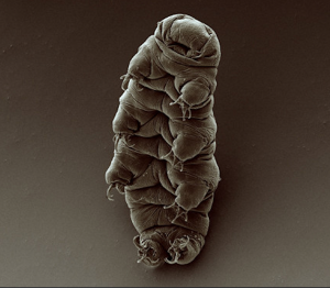 Tardigrada atau beruang air