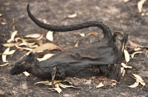 Marsupial muerto en los incendios de Australia