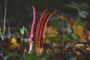 The fungus octopus stinkhorn. Image: Minh Hoang Cong/ 500 px​