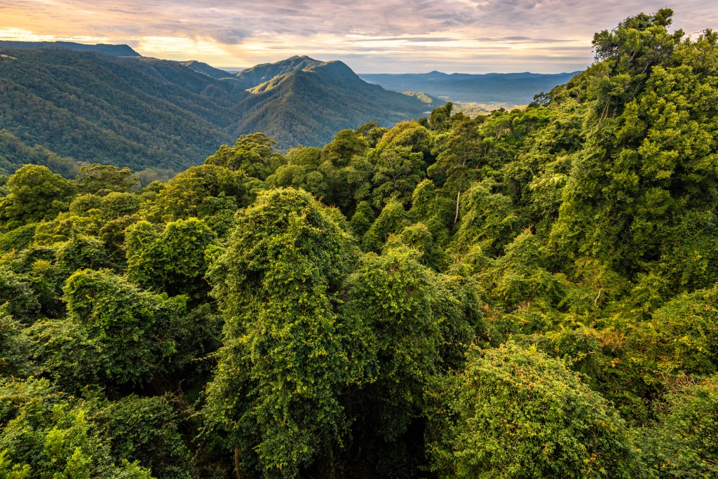 Australia's Ancient Forests Survived Planetary Extinction. Now, They're Burning