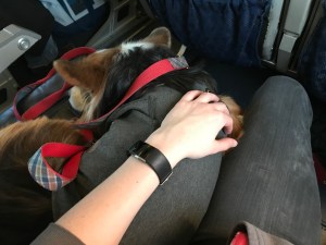 Emotional support animal airplane dog flying