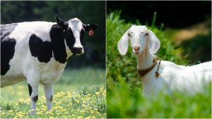 cow and goat