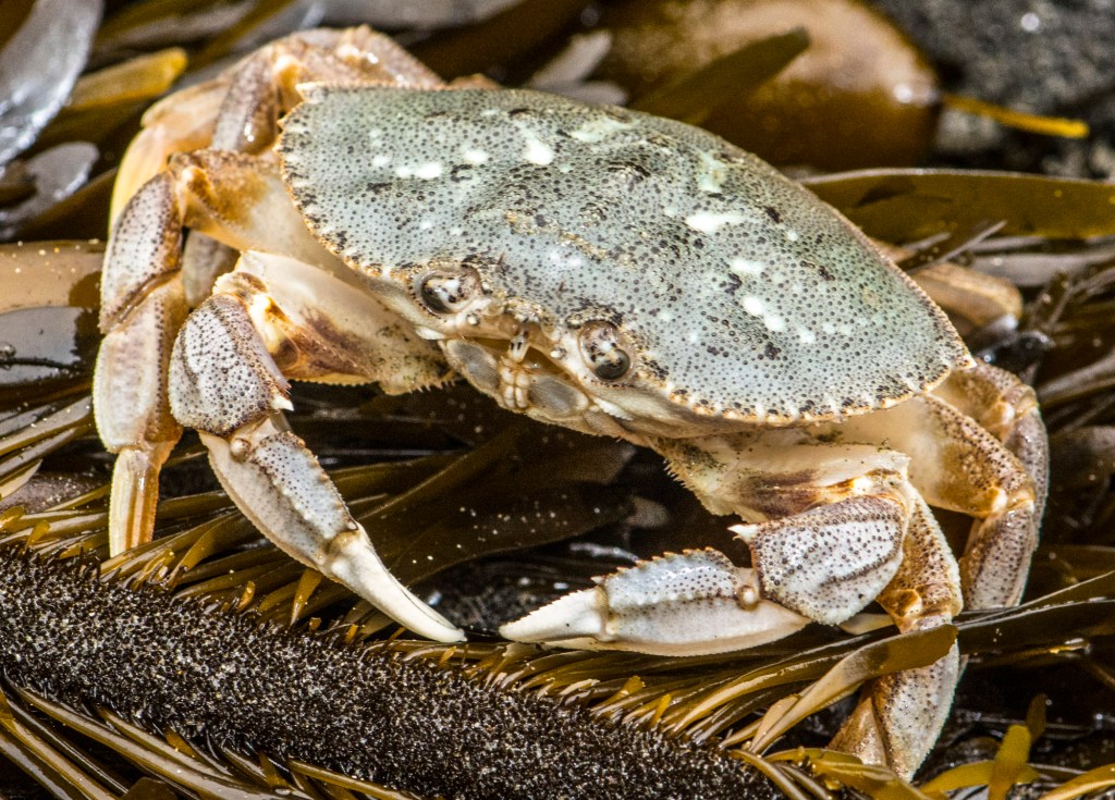 The Pacific Ocean is Now So Acidic That It's Dissolving Dungeness Crab Shells