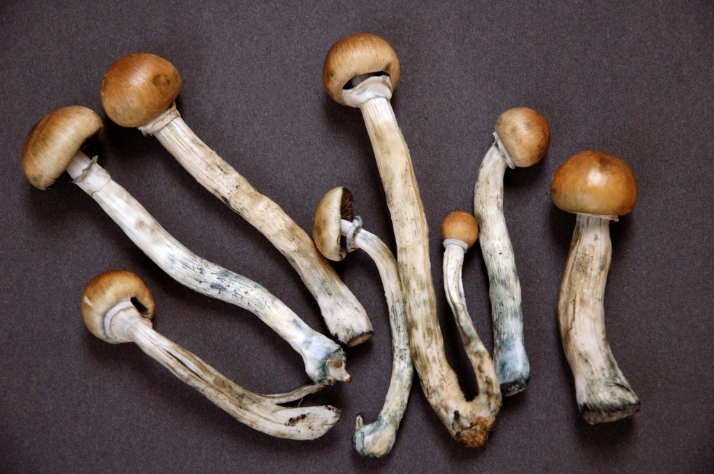 Santa Cruz decriminalizes magic mushrooms.