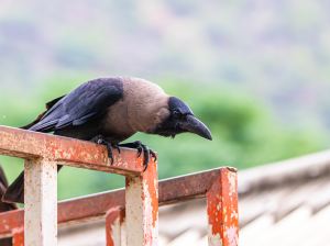 Chicken stalls in Tamil Nadu were caught selling crow mear