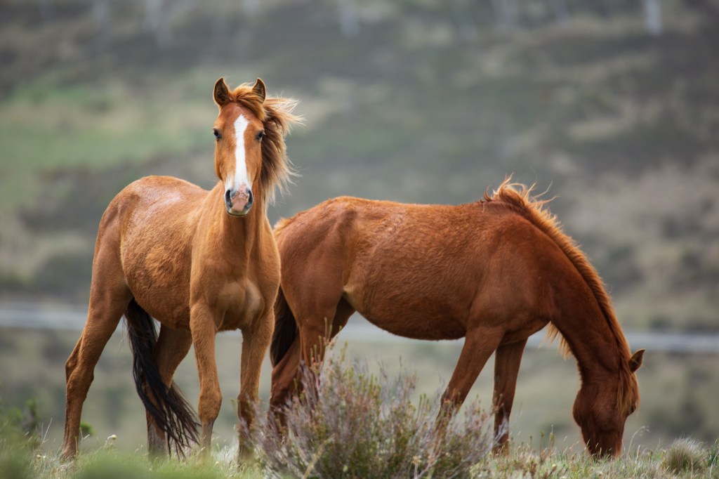 November 26, 2019 Snowy Mountains High Plains, New South Wales, Australia Wild horses. One Brumby (Equus caballus) grazes while the other keeps watch.​ (Getty Images)