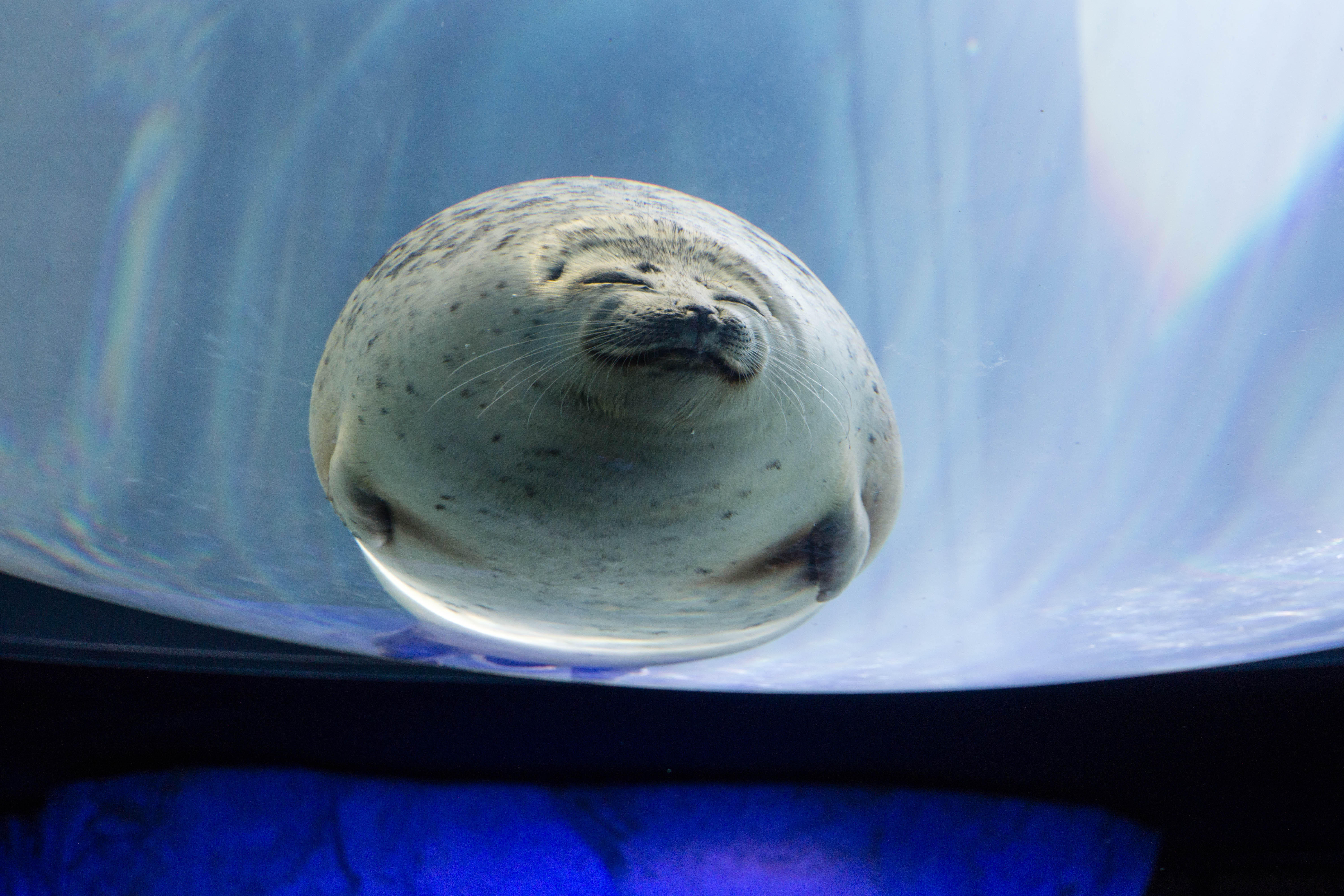 Viral sensation: A ringed seal named Yuki from Osaka Aquarium