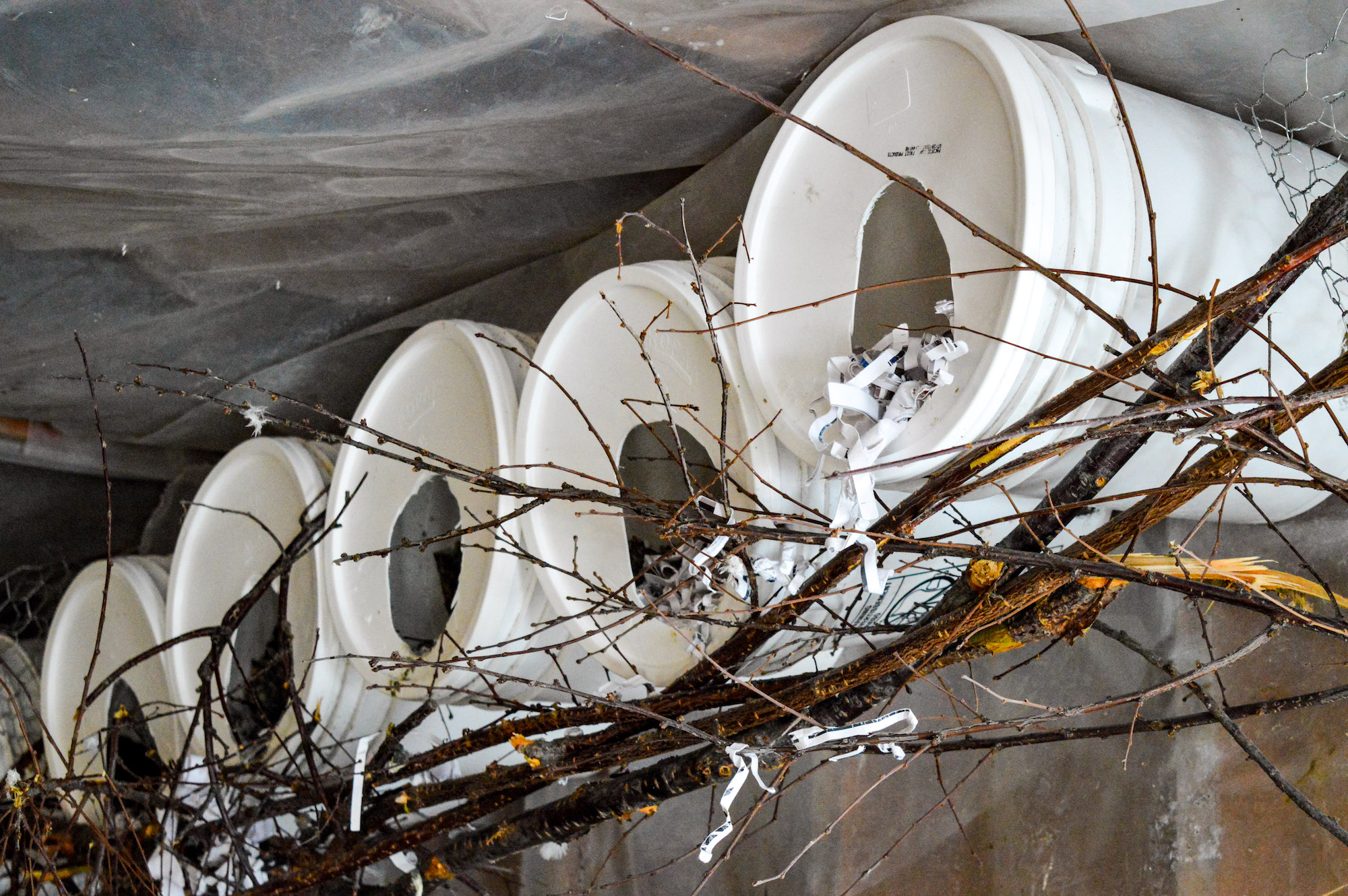 Pigeon homes made out of bins