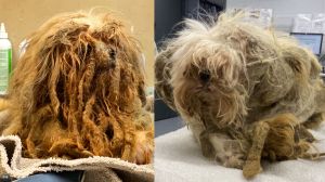 Dua anjing yang berhasil diselamatkan dari rumah penimbun hewan di Thunder Bay, Ontario. Semua foto milik Toronto Humane Society.