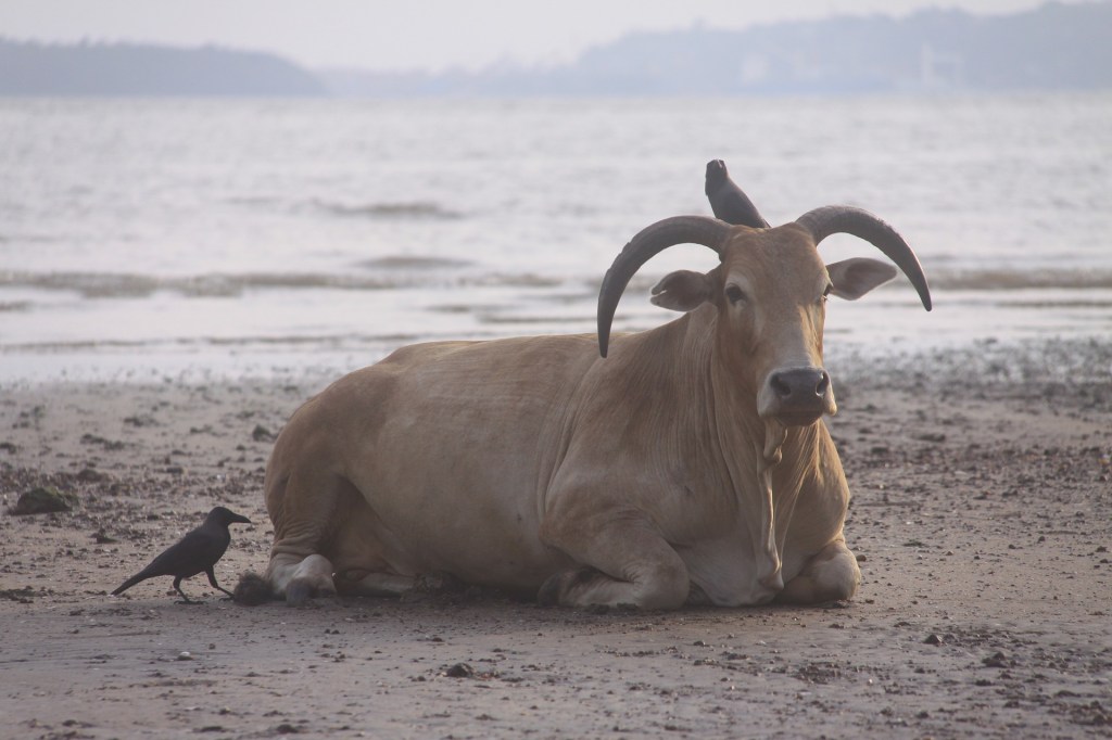 Scientists urge indian government not to research cow dung and urine