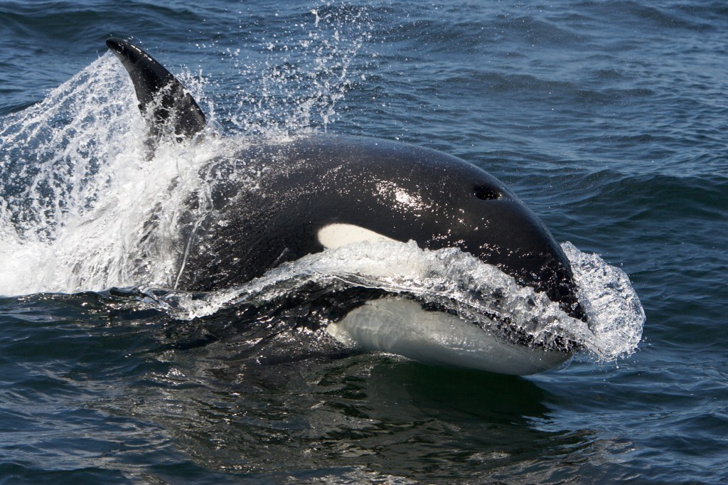 Killer whales, transient type.Orcinus orca.Photographed in Monterey Bay, Pacific Ocean, California, USA.Leaping forward at high speed (Francois Gohier/VWPics via AP Images)​