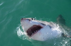 Peselancar Selandia Baru Selamat dari Serangan Hiu Setelah Meninju Mata Ikan Buas Itu