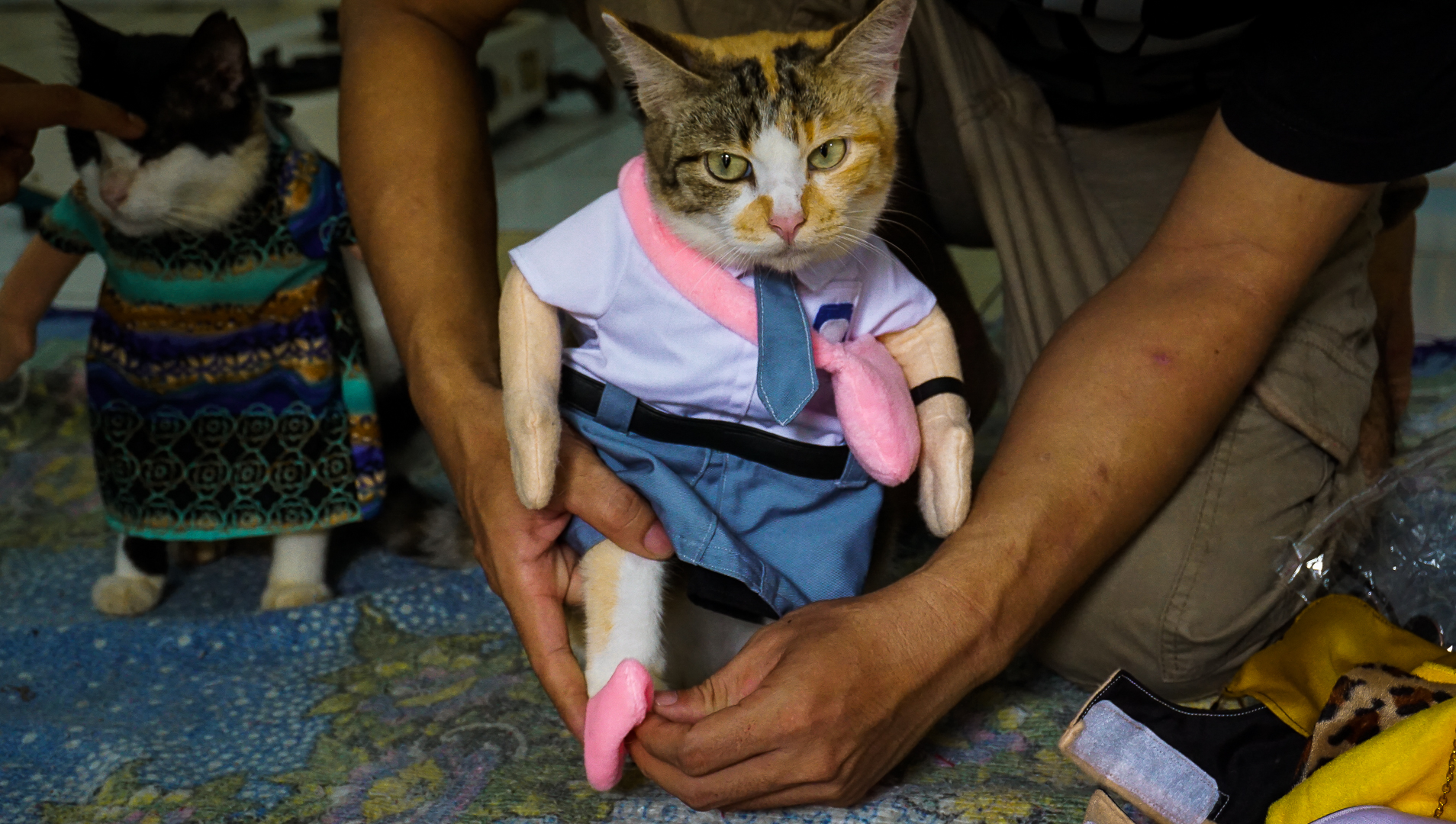 Indonesian Cat Couture Designer