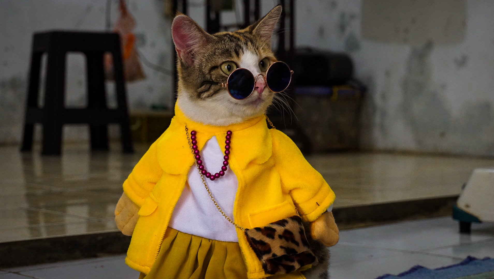 Indonesian Cat Couture Designer